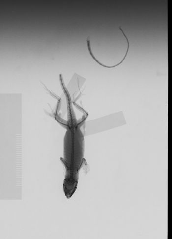 Media type: image; Herpetology R-146422